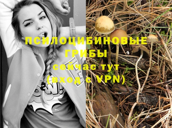 стаф Магас